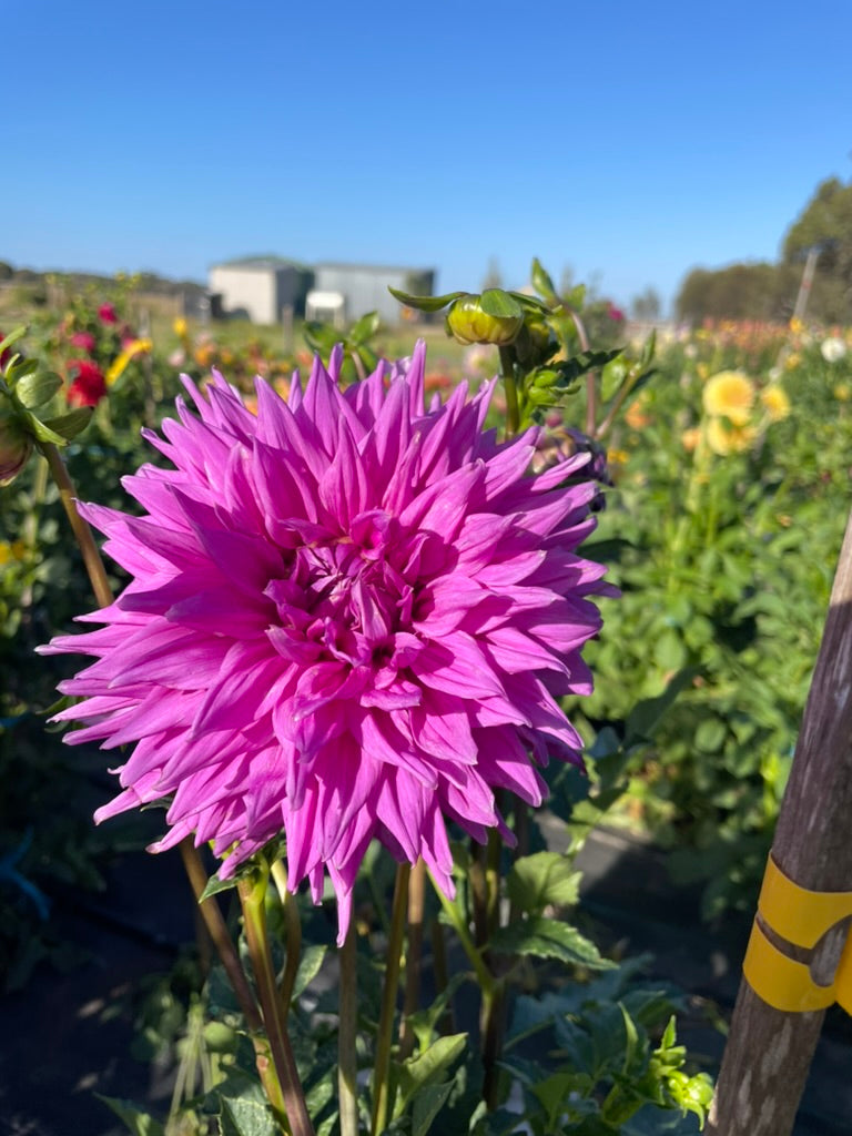 Dahlia - Alpine Zodiac