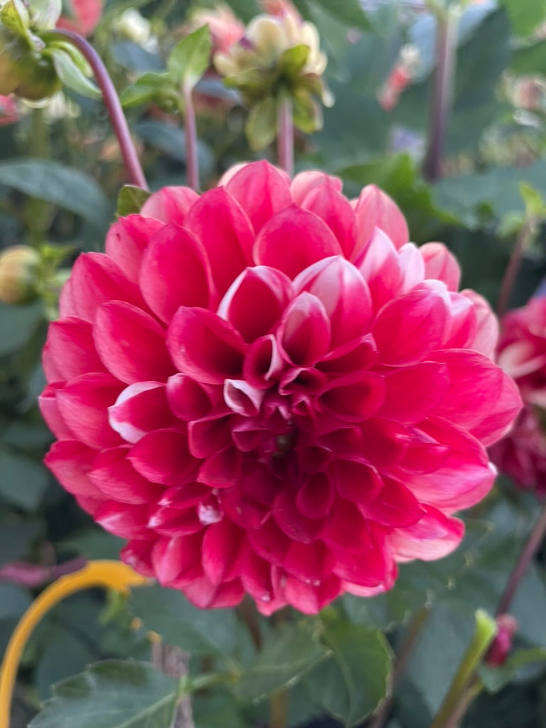 Dahlia - Little Willie
