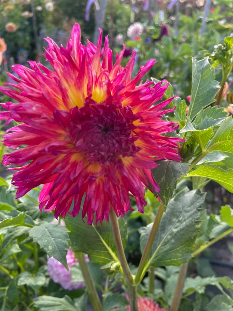Dahlia - Emily Jane