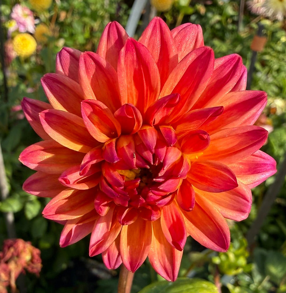 Dahlia - Shirley's Pride