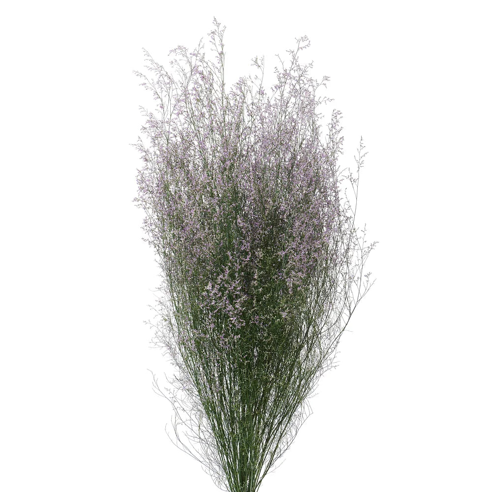 Limonium 'Misty' - Blue - Young Plant