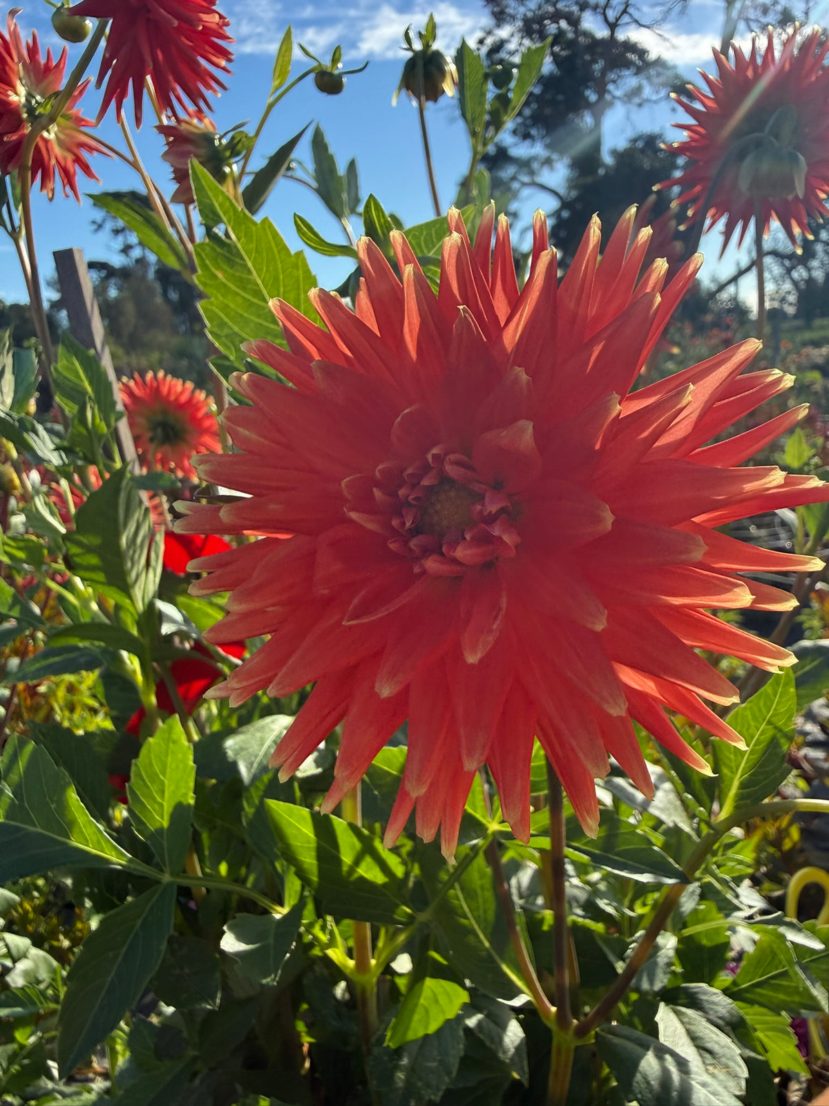 Dahlia - Araluen Fire