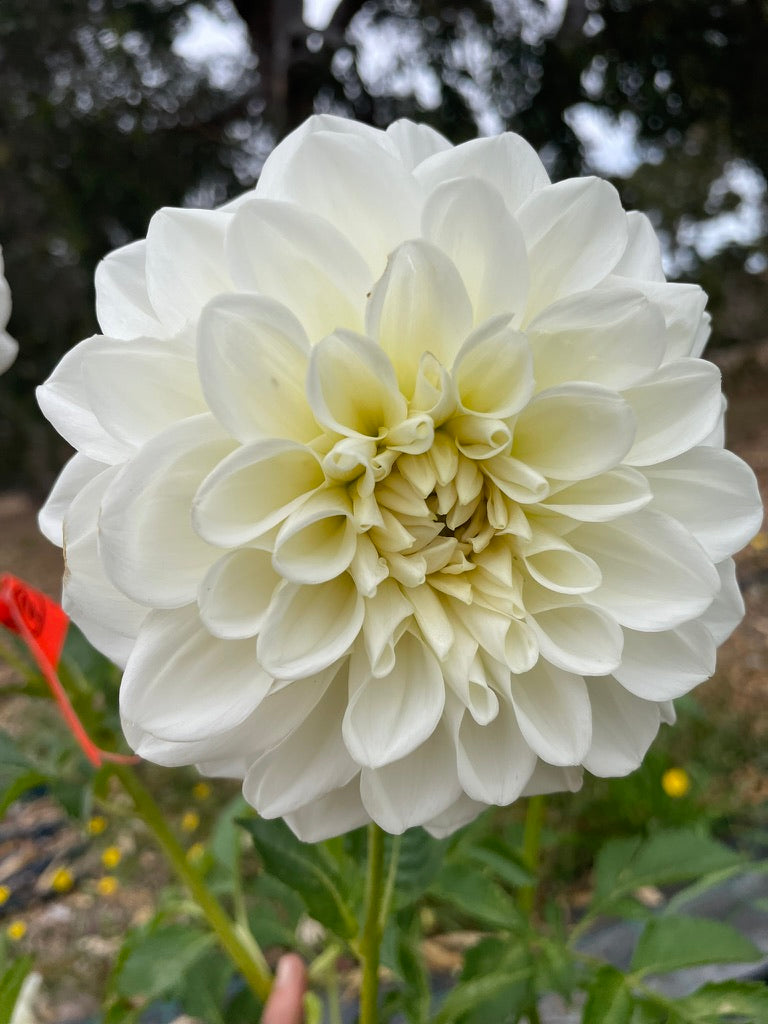 Dahlia - Devon Crystal