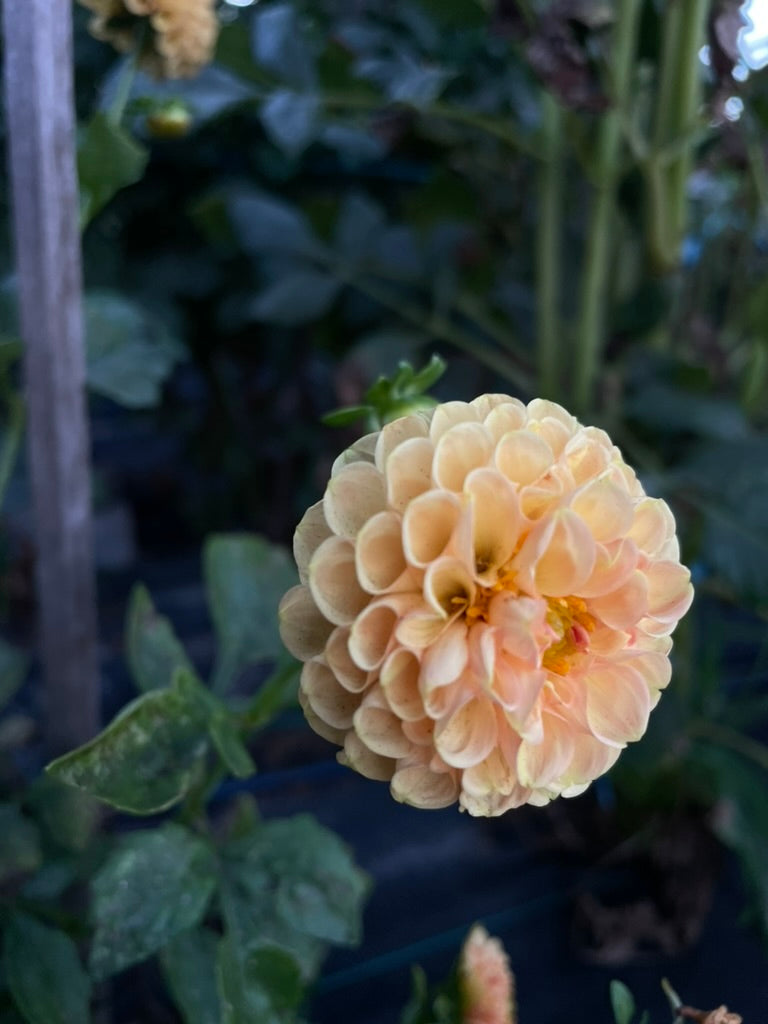 Dahlia - Gold Ball