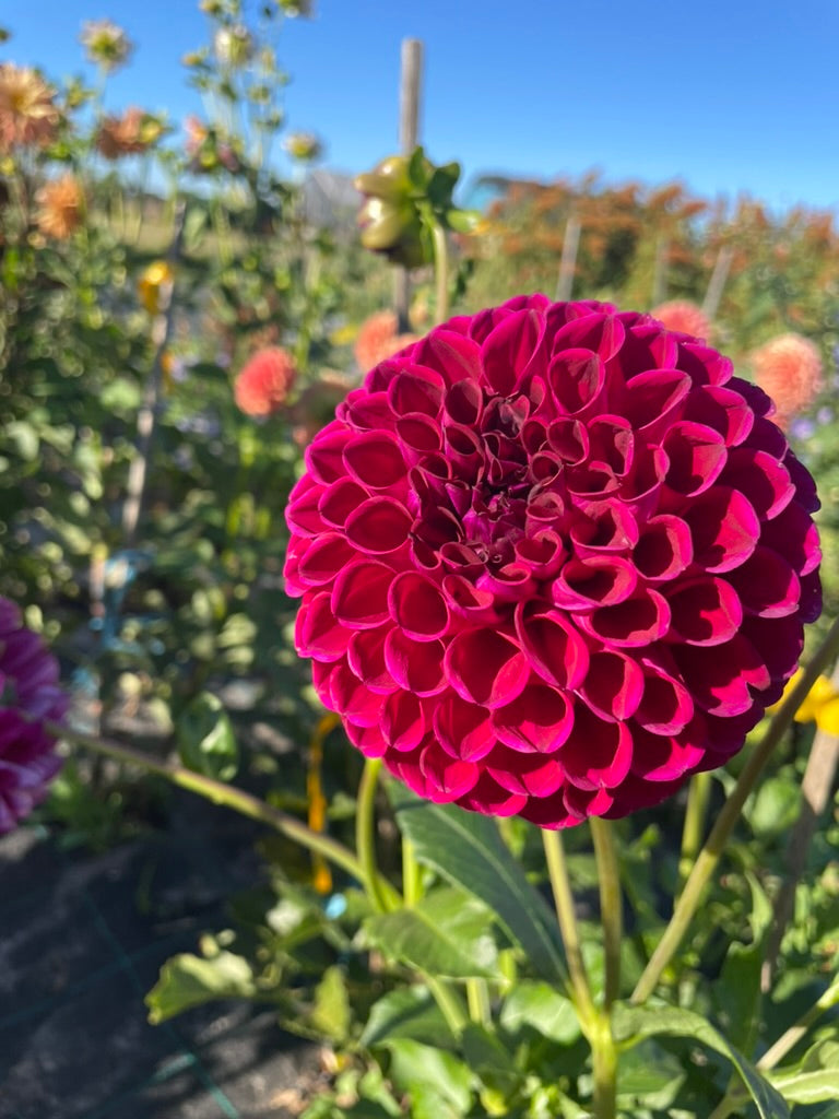 Dahlia - Devon Quest