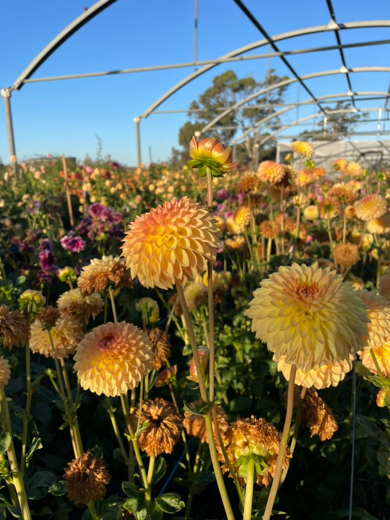 Dahlia - Blyton Softer Gleam