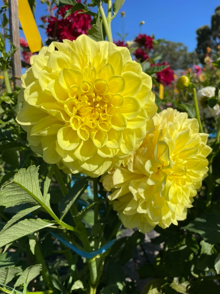 Dahlia - Formby Sunshine