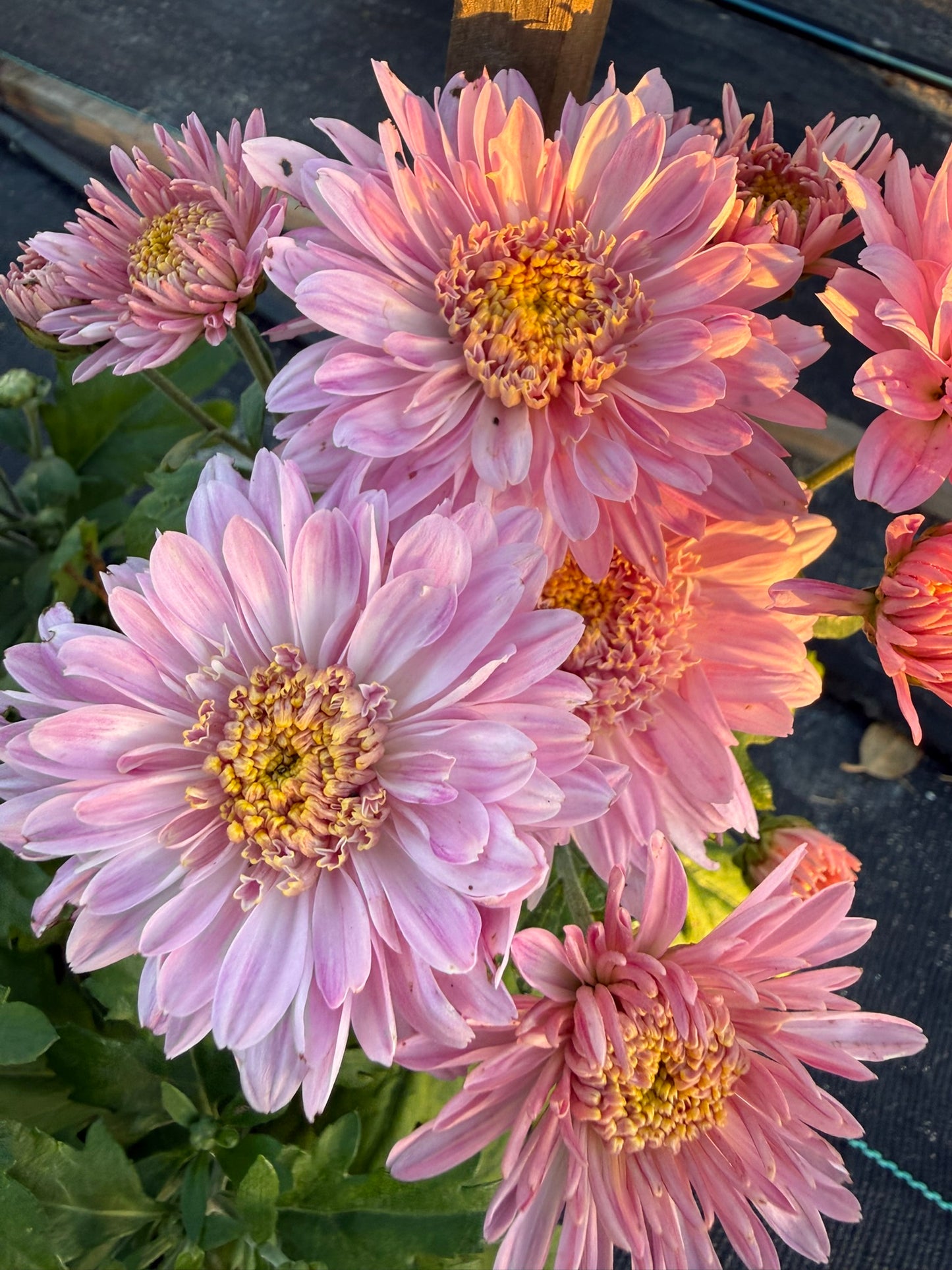 Chrysanthemum - Rooted Cutting - Lucy