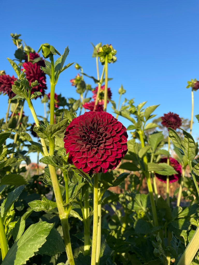 Dahlia - Fernlea