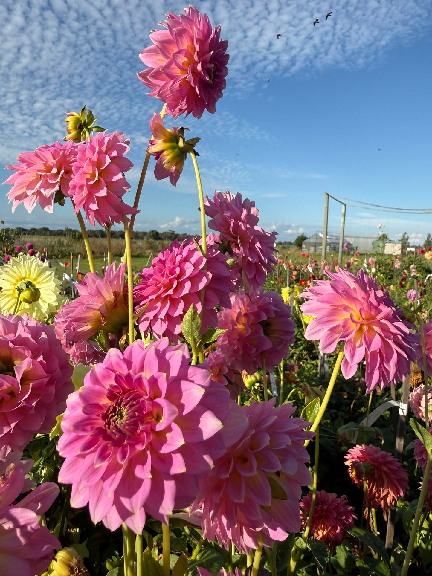 Dahlia - Firetail Aurora