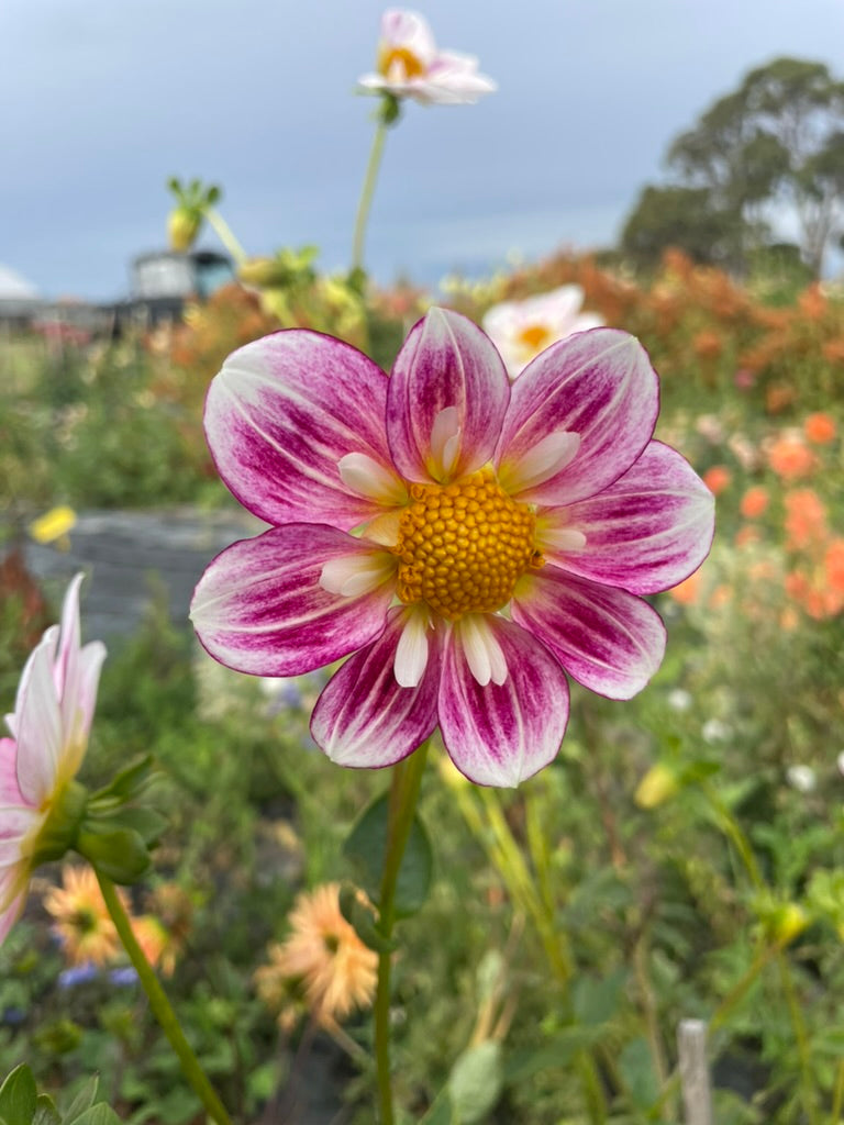 Dahlia - Kewe