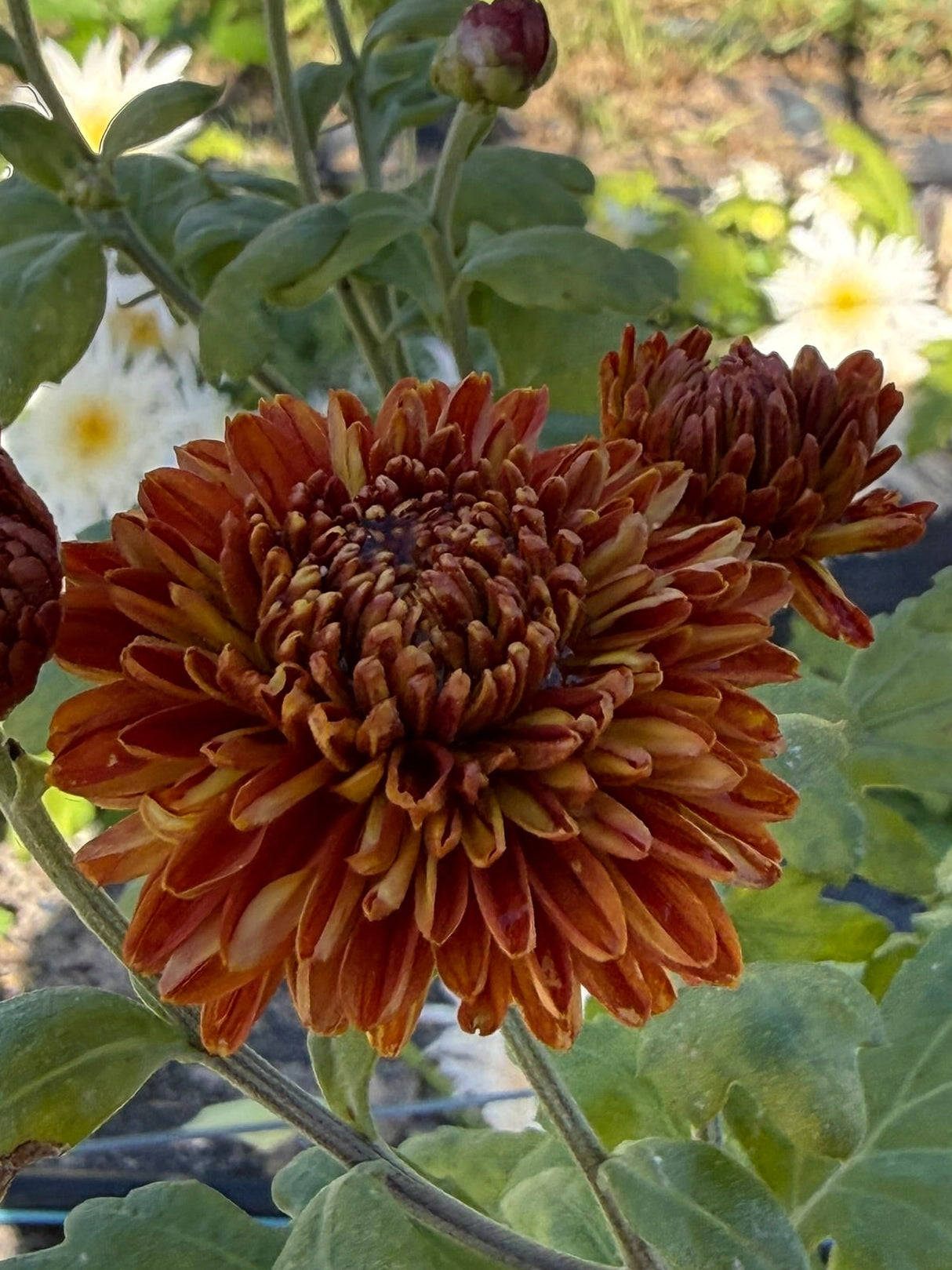 Chrysanthemum - Rooted Cutting - Jewel Mars