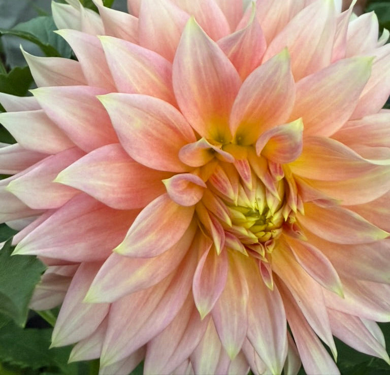 Dahlia - Cliff's Salmon