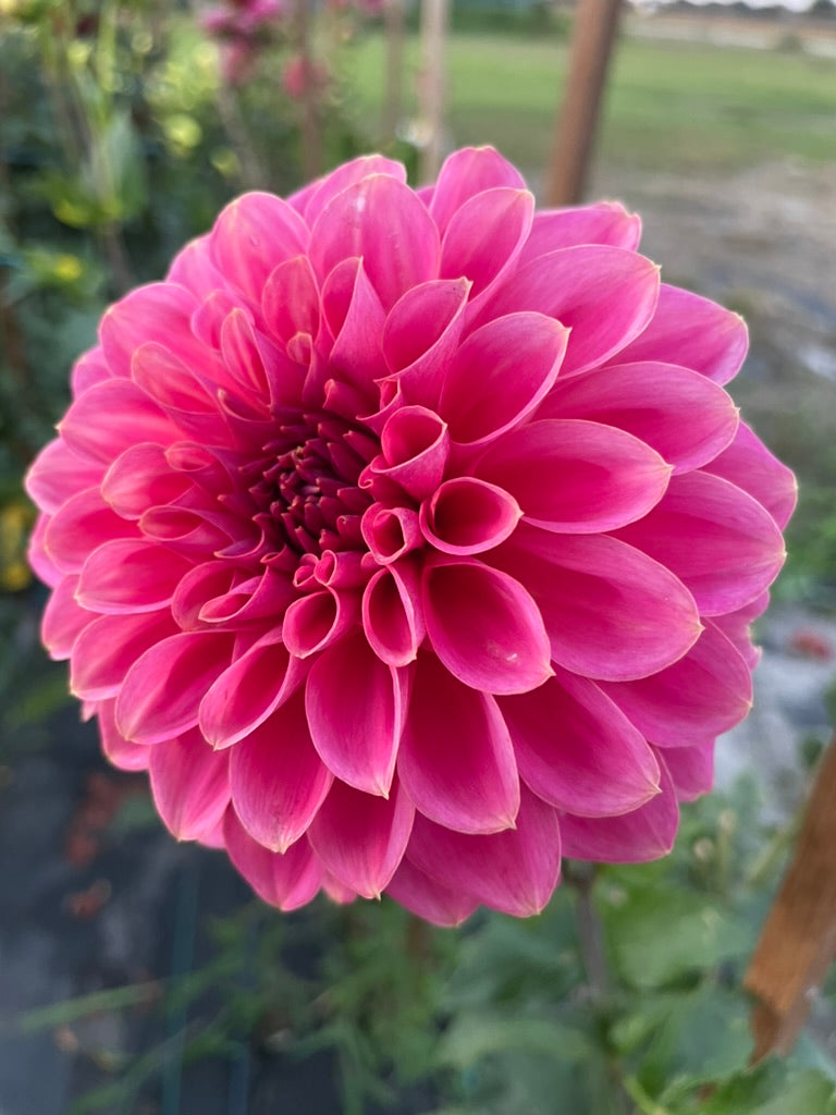 Dahlia - Formby Rocket (Max 1 per order)