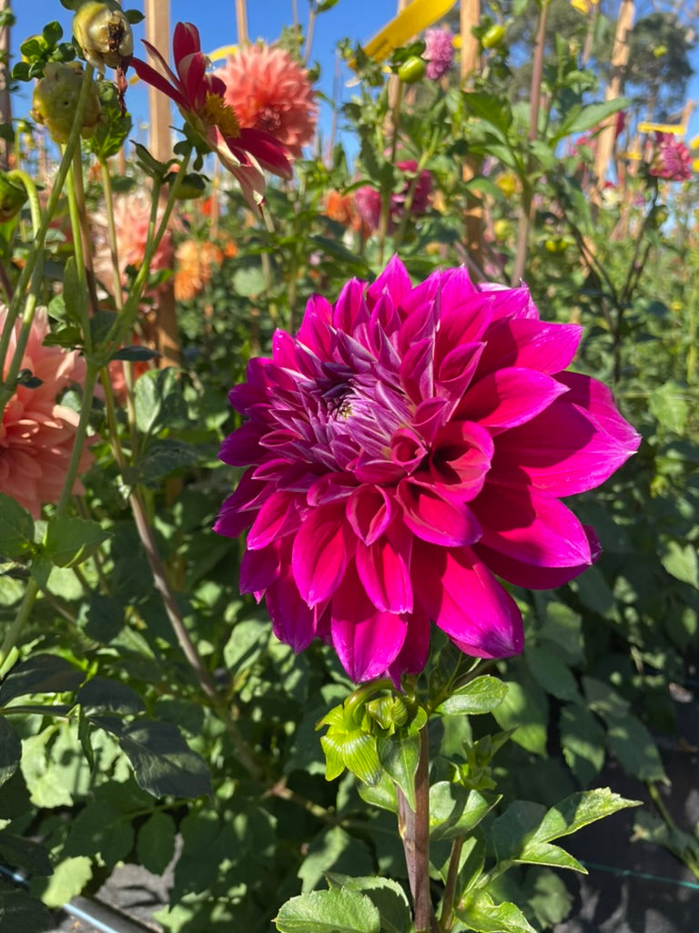 Dahlia - Devon Ultimate