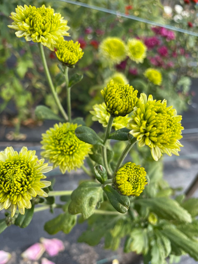Heirloom Chrysanthemum - Rooted Cutting - Jewel Jade