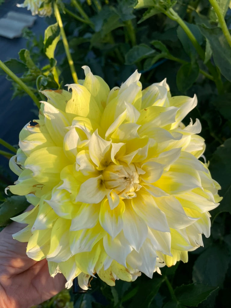 Dahlia - Lemon Snow
