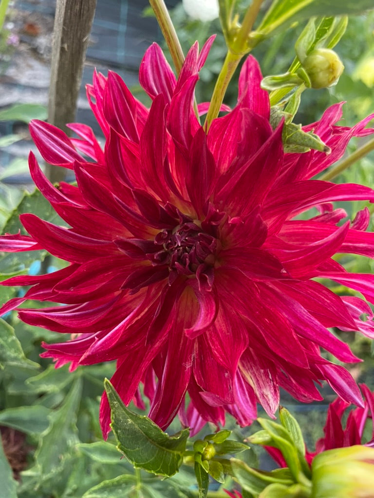 Dahlia Seed - Bangkok