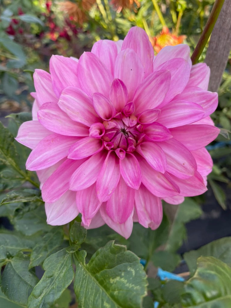 Dahlia - Lavender Tipsy