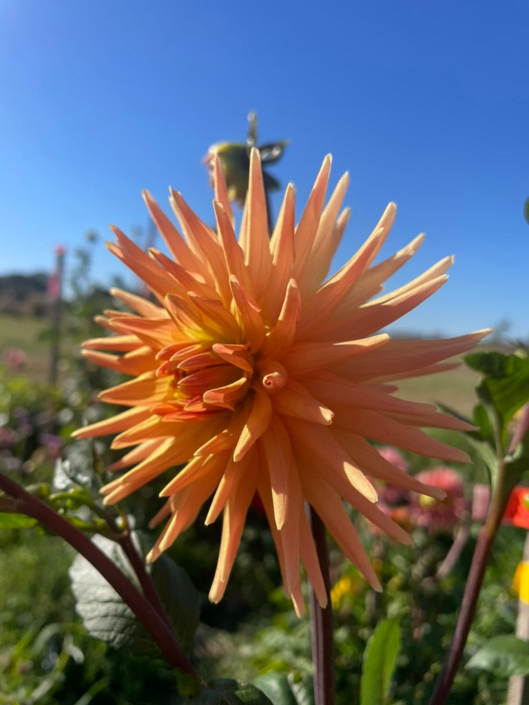 Dahlia - Longwarry Jean