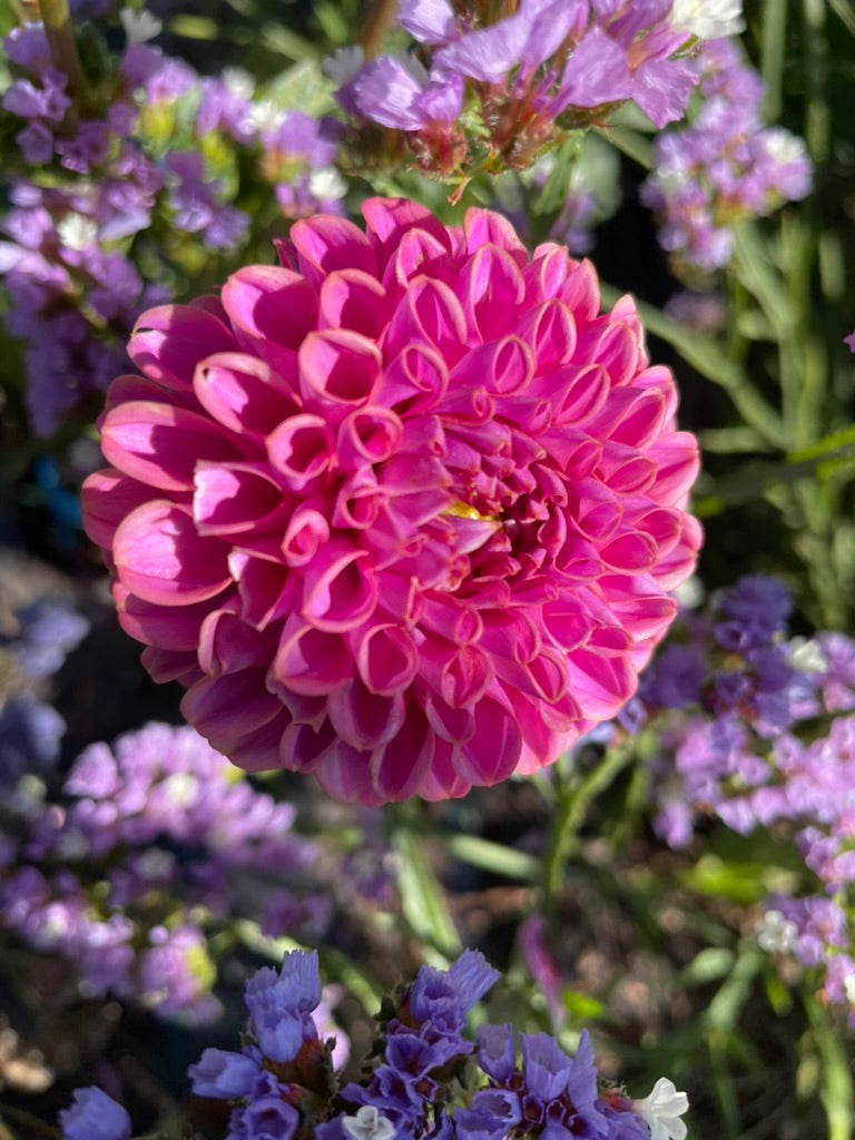 Dahlia - Isabella