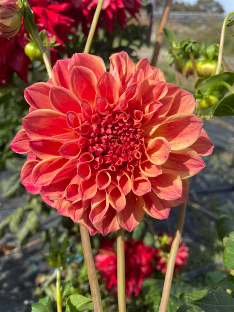Dahlia - Samantha Louise