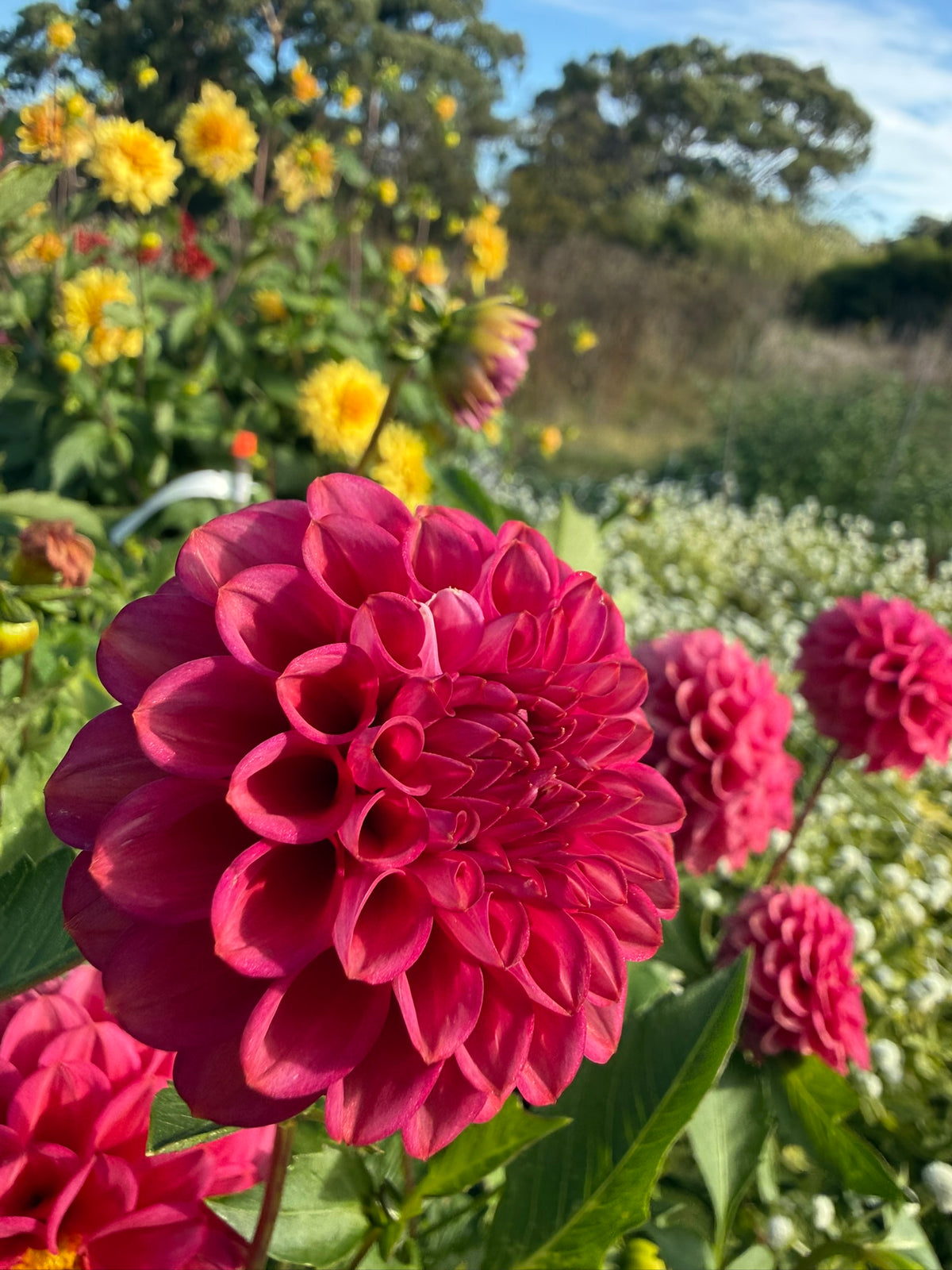 Dahlia - Bethany Rose