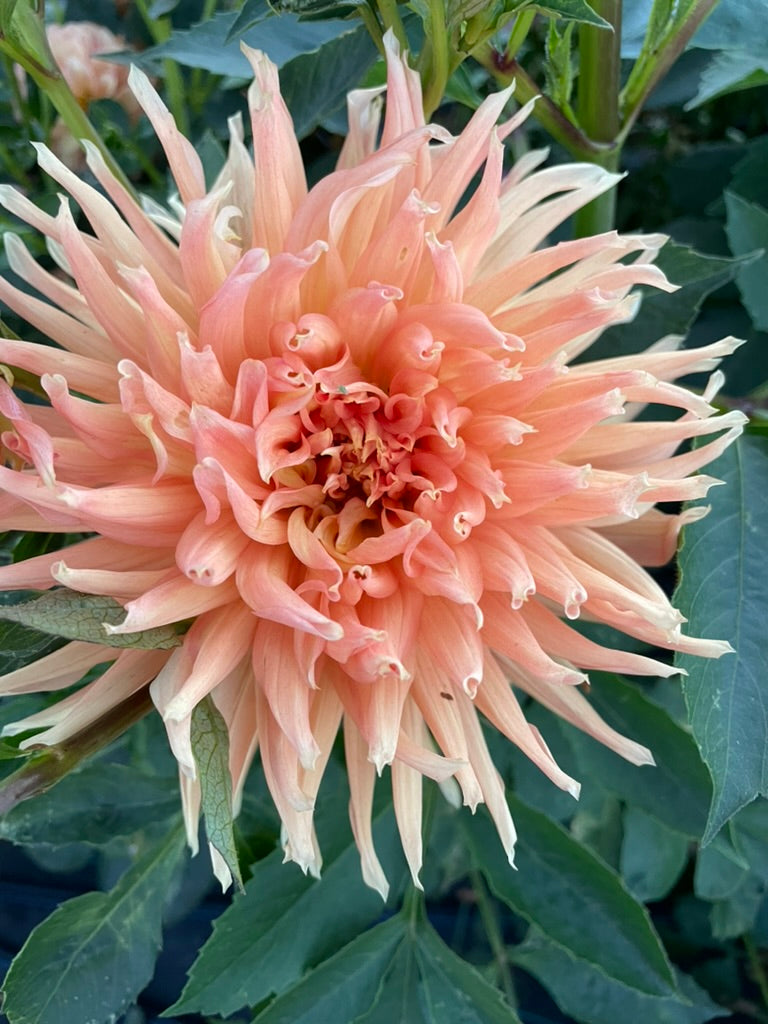 Dahlia - Glenora Apricot