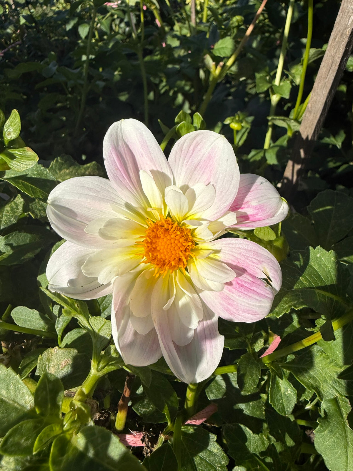 Dahlia - Miss Joan