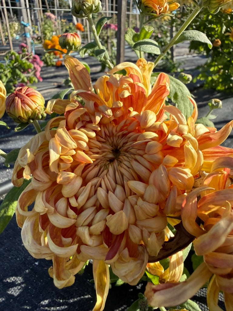 Chrysanthemum - Rooted Cutting - Kokka Ebino
