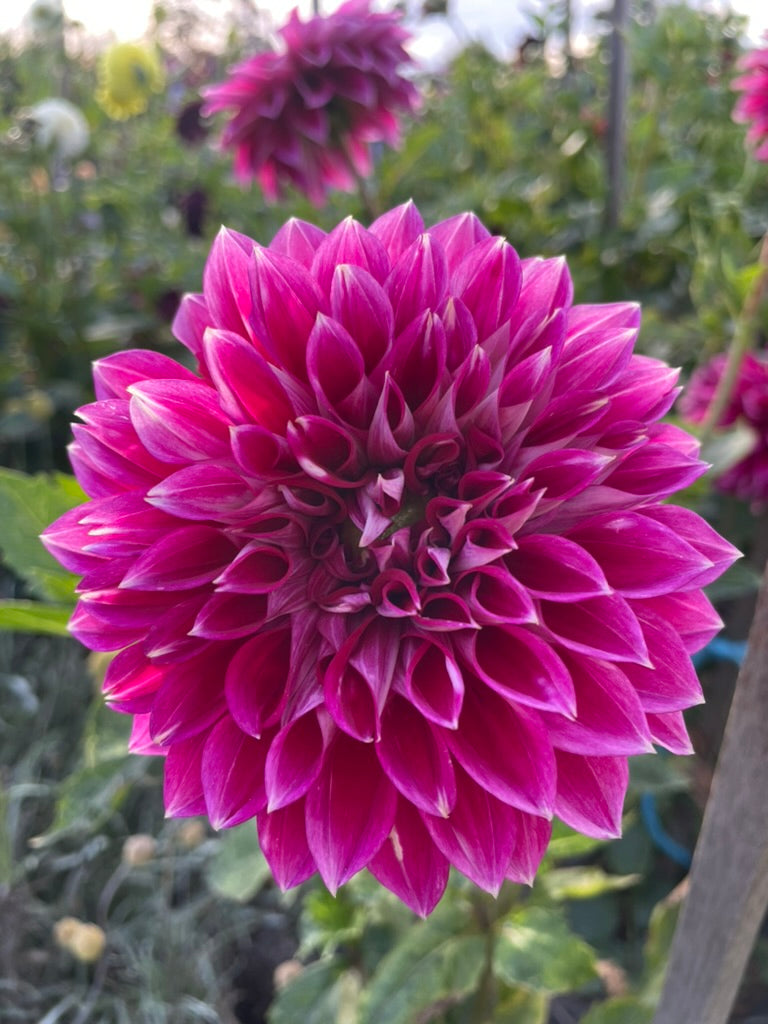 Dahlia - Royale