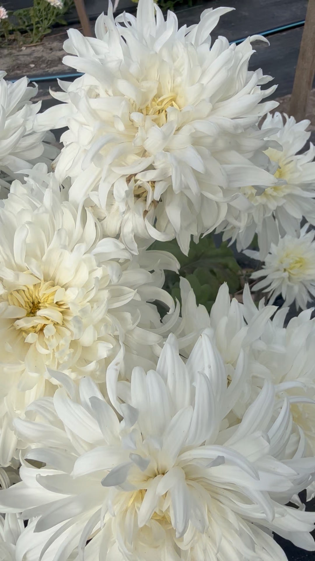 Chrysanthemum - Rooted Cutting - Seaton's Lily
