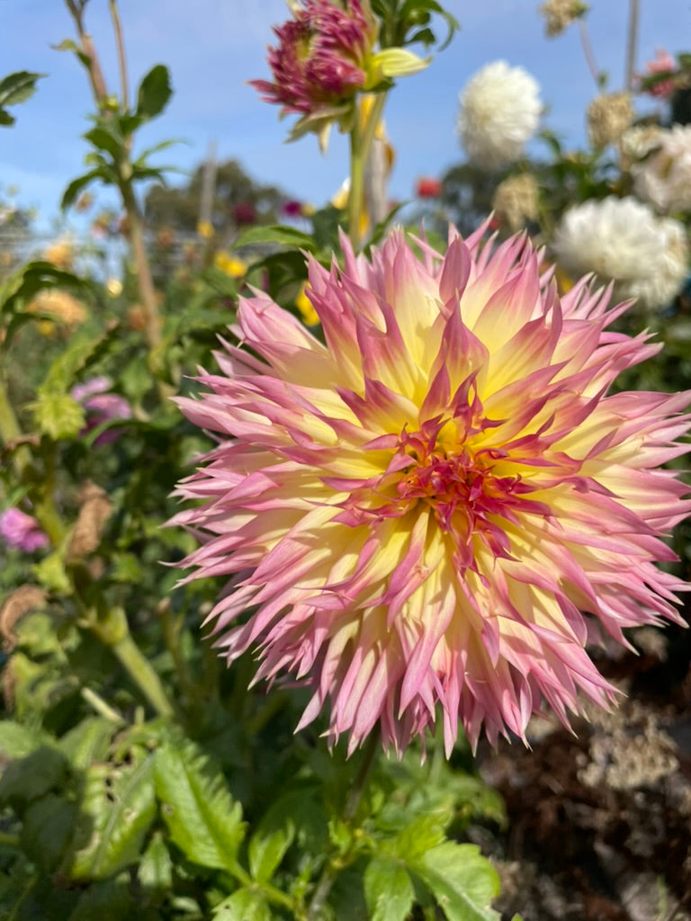 Dahlia - Judith Taylor