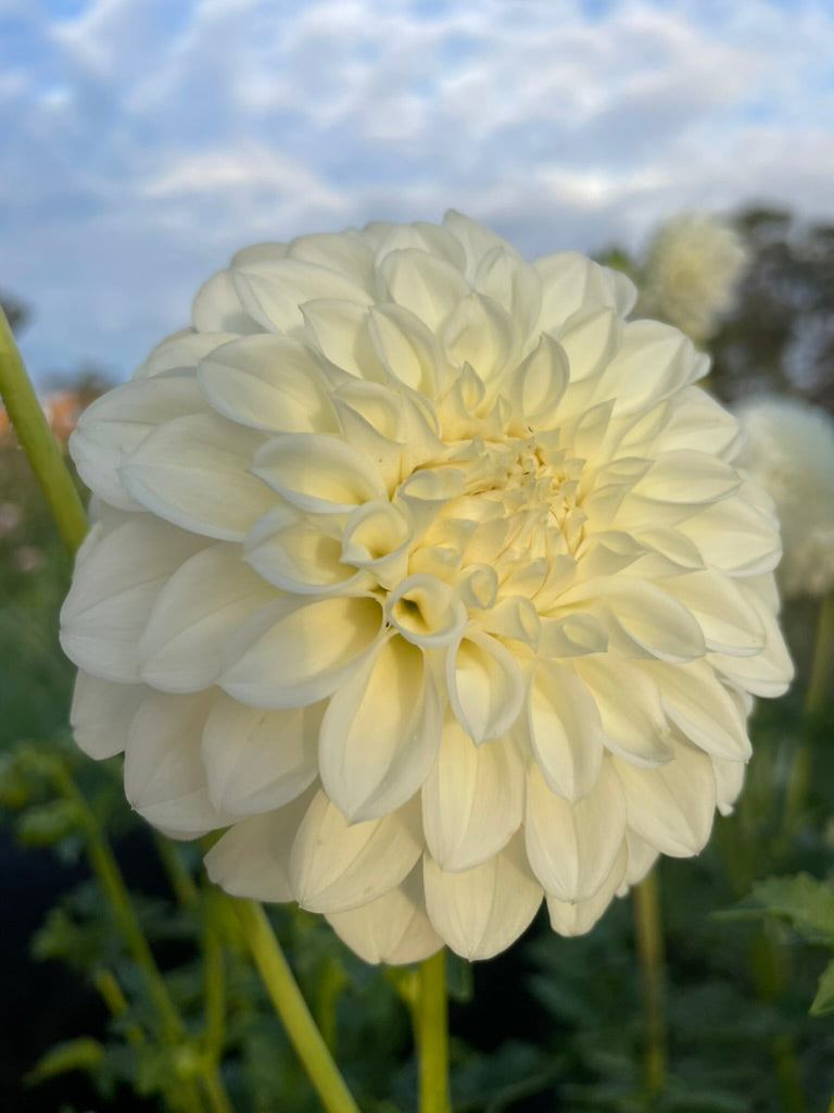 Dahlia - Formby Alpine