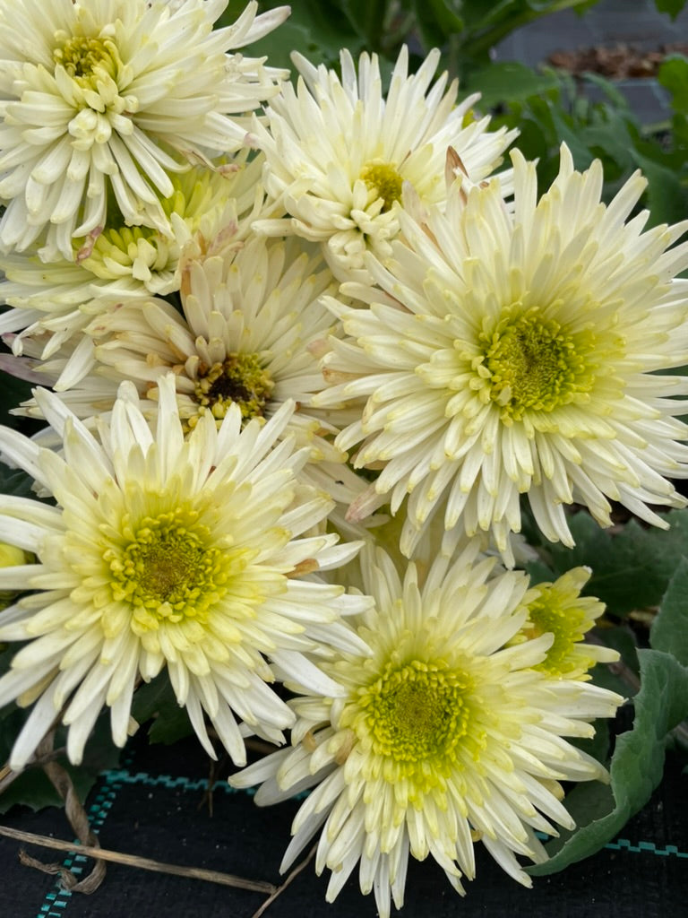 Heirloom Chrysanthemum - Rooted Cutting - Greenboy