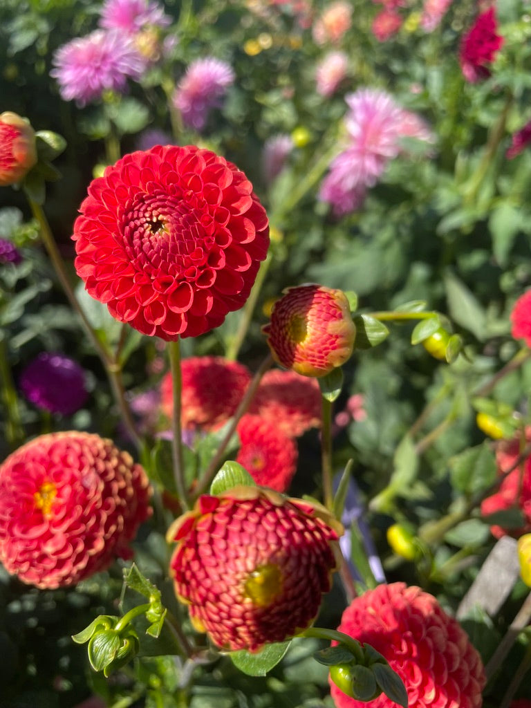 Dahlia - Esme