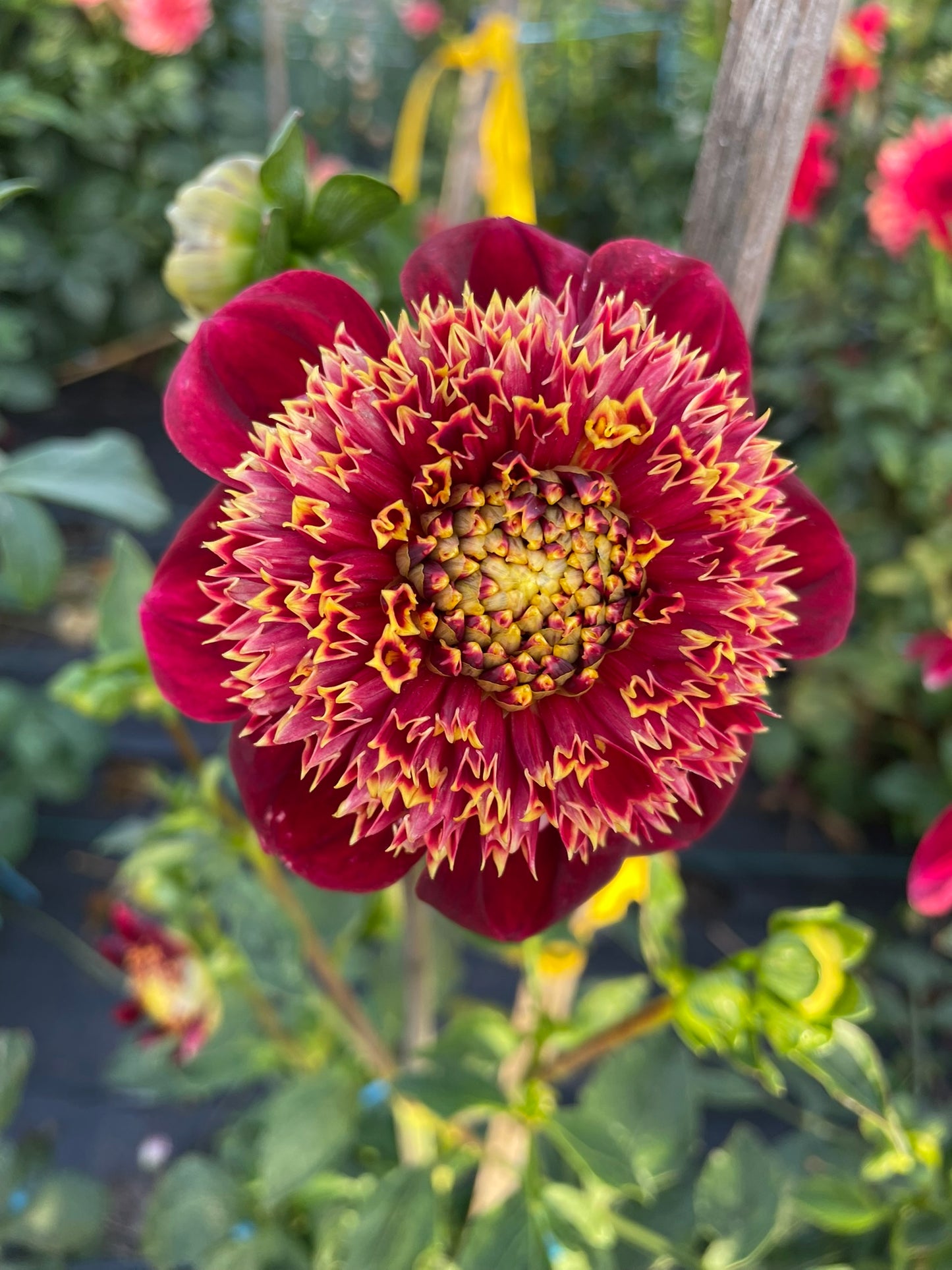 Dahlia - Granite Queen Bee
