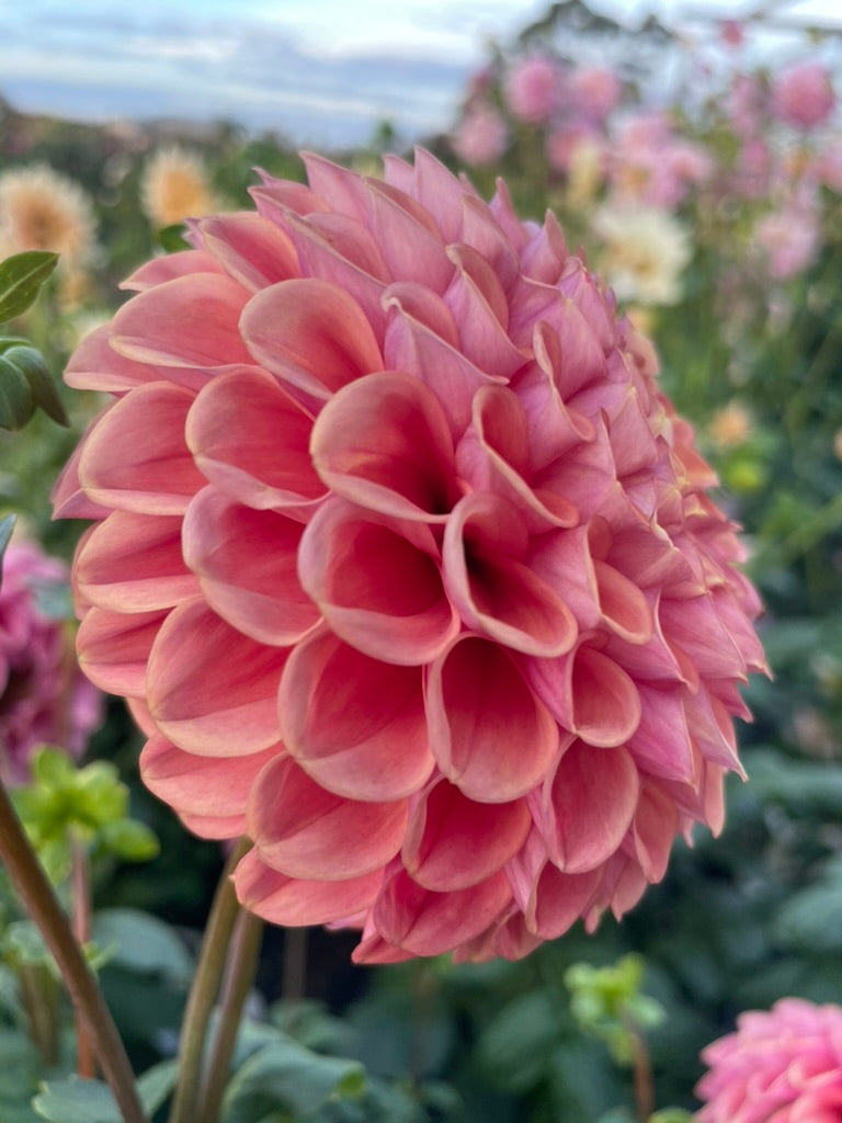 Dahlia - Sheila