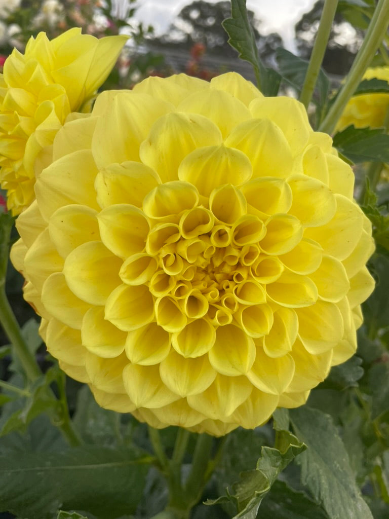 Dahlia - Formby Halo