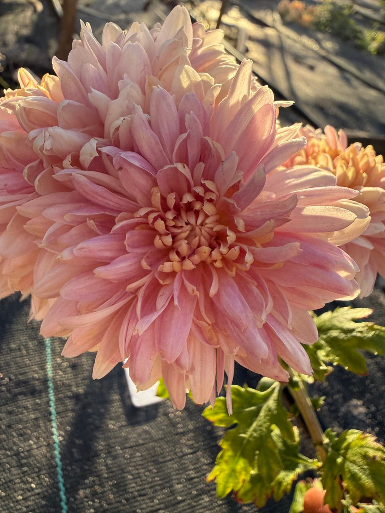 Chrysanthemum - Rooted Cutting - Pink John Wingfield