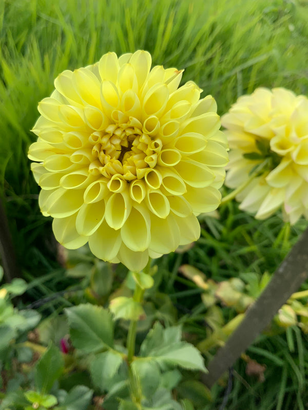 Dahlia Seed - Cliffy 'O'