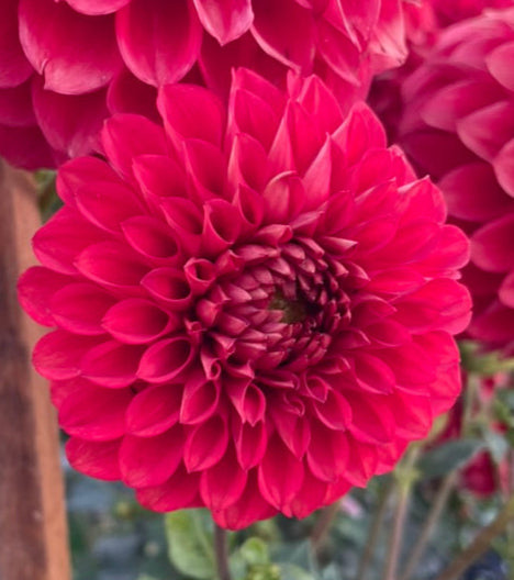 Dahlia - Devon Rosa