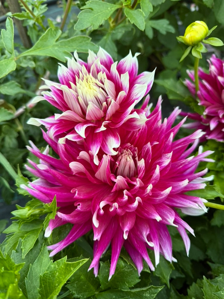 Dahlia - AC Dark Horse (Max 1)