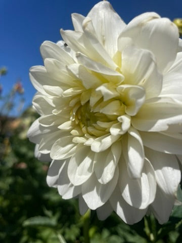 Dahlia - CMC 2