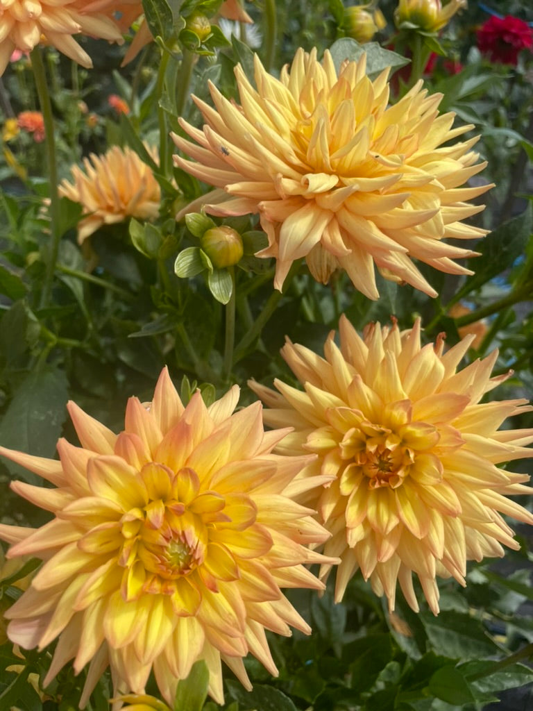 Dahlia - Willow Mamie