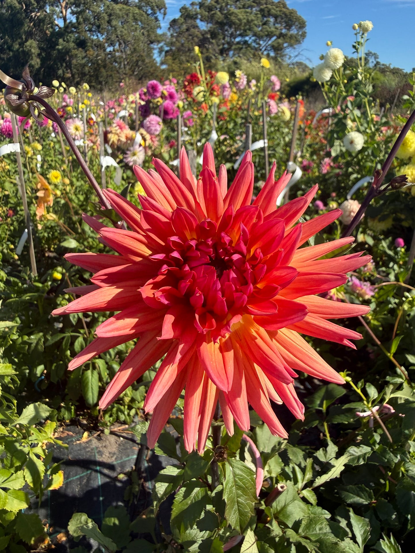 Dahlia - Kirah - Z