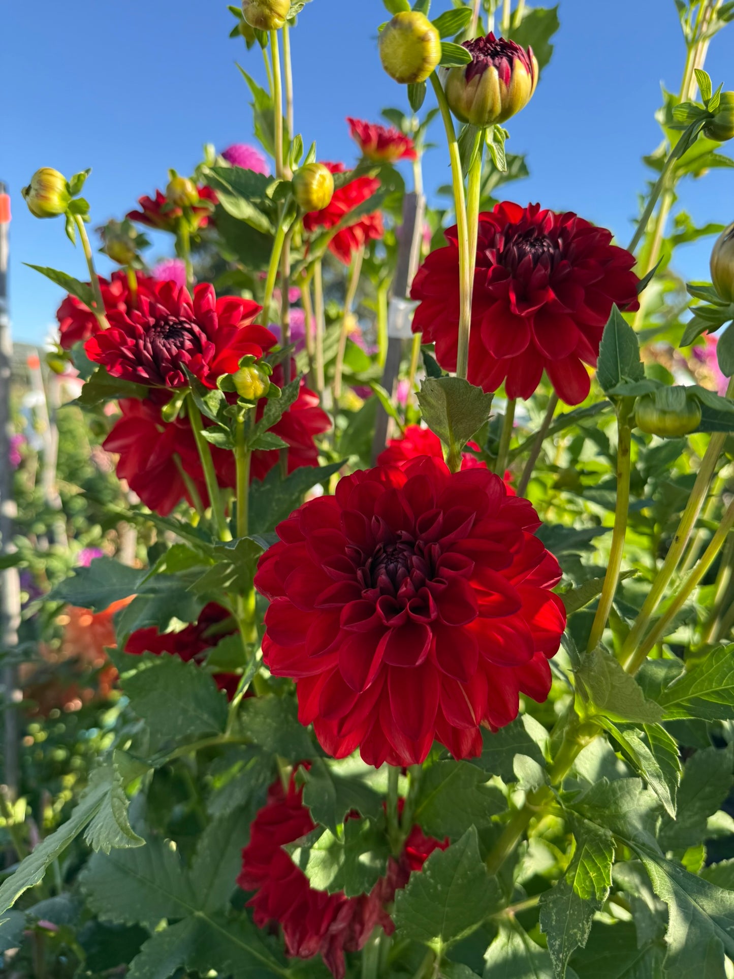Dahlia - Tango