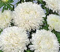 Summer Pure White Seed Collection