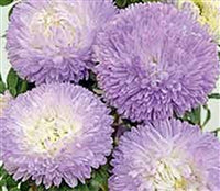 Summer Lilac Tones Collection