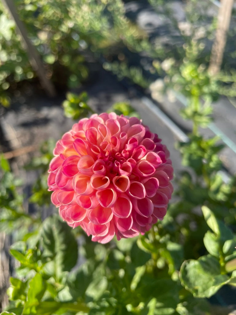Dahlia - Little Peaches